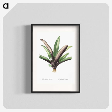 2-28_The-Lilies_blk