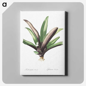 2-28_The-Lilies_canvas