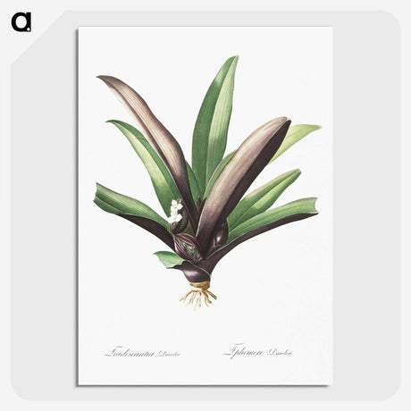 2-28_The-Lilies_picture-crop