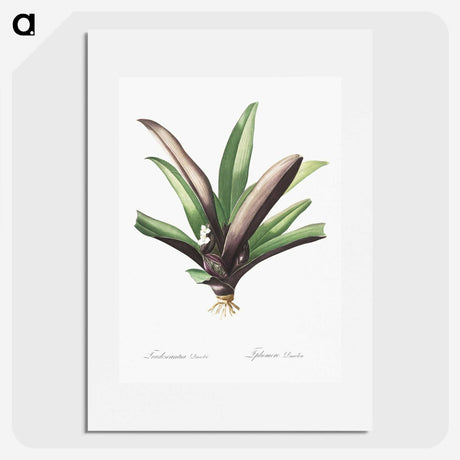 2-28_The-Lilies_picture