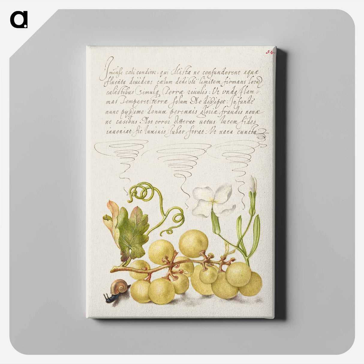 アートパネル-Wine Grape, Gillyflower, and Land Snail
 - 書道のお手本 Canvas.