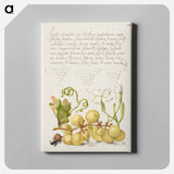 アートパネル-Wine Grape, Gillyflower, and Land Snail
 - 書道のお手本 Canvas.