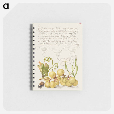 アートメモ帳-Wine Grape, Gillyflower, and Land Snail
 - 書道のお手本 Memo.