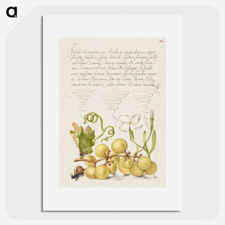 アートポスター-Wine Grape, Gillyflower, and Land Snail
 - 書道のお手本 Poster.