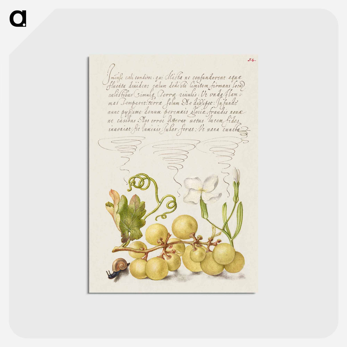 アートポストカード-Wine Grape, Gillyflower, and Land Snail
 - 書道のお手本 Postcard.