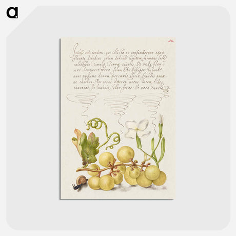 アートポストカード-Wine Grape, Gillyflower, and Land Snail
 - 書道のお手本 Postcard.