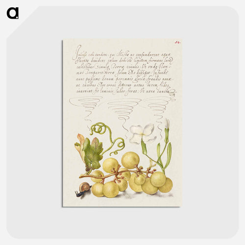 Wine Grape, Gillyflower, and Land Snail
 - 書道のお手本 Postcard.