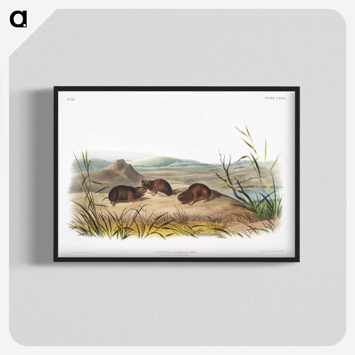 2-28_The-Viviparous-Quadrupeds_blk-crop