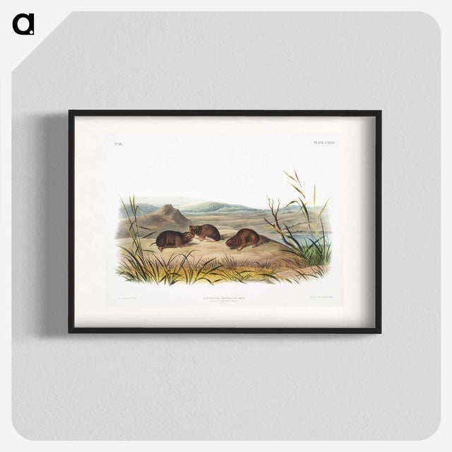 2-28_The-Viviparous-Quadrupeds_blk
