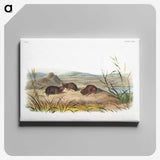 2-28_The-Viviparous-Quadrupeds_canvas