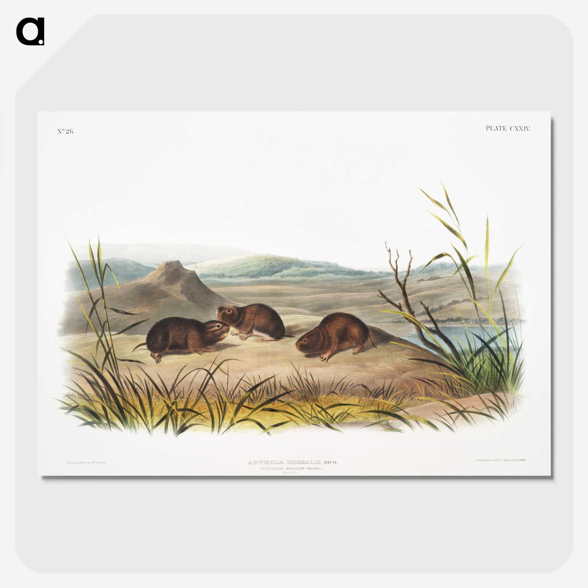 2-28_The-Viviparous-Quadrupeds_picture-crop