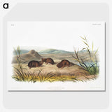 2-28_The-Viviparous-Quadrupeds_picture-crop