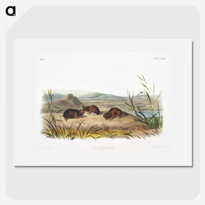 2-28_The-Viviparous-Quadrupeds_picture