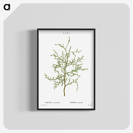 2-28_Treatise-on-Trees-and-Shrubs_blk-crop