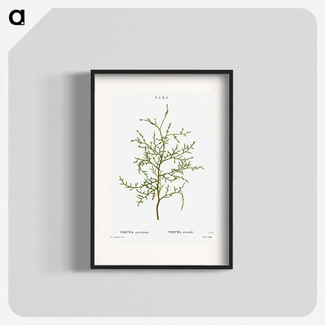 2-28_Treatise-on-Trees-and-Shrubs_blk