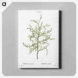 2-28_Treatise-on-Trees-and-Shrubs_canvas