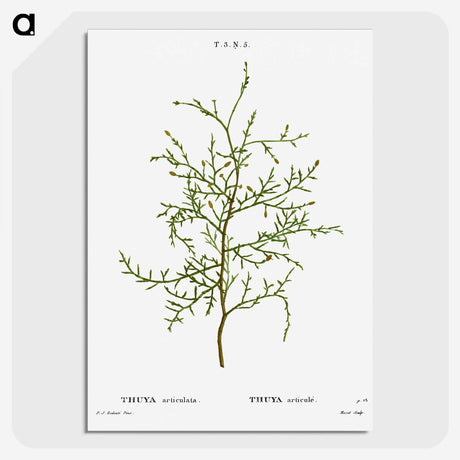 2-28_Treatise-on-Trees-and-Shrubs_picture-crop