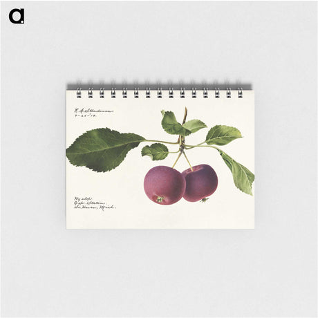 2-28_USDA-Watercolor-Fruit-Painting-Collection_memo