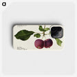 2-28_USDA-Watercolor-Fruit-Painting-Collection_phone