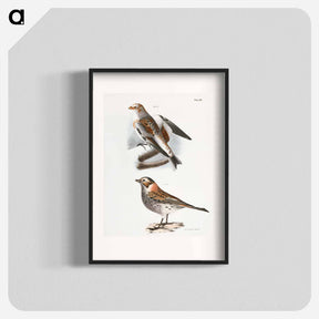 アートポスター-White Snowbird (Pletrophanes nivalis) - ニューヨークの動物学 Poster.