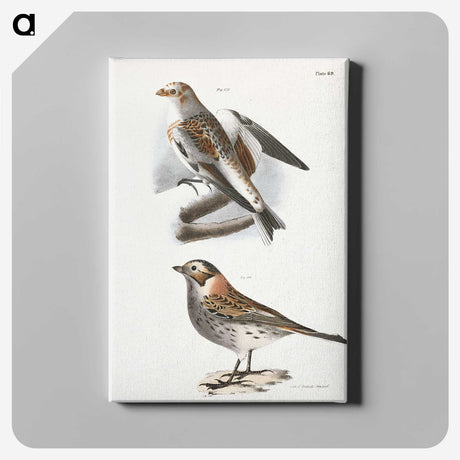 2-28_Zoology-of-New-York_canvas