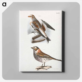 アートパネル-White Snowbird (Pletrophanes nivalis) - ニューヨークの動物学 Canvas.