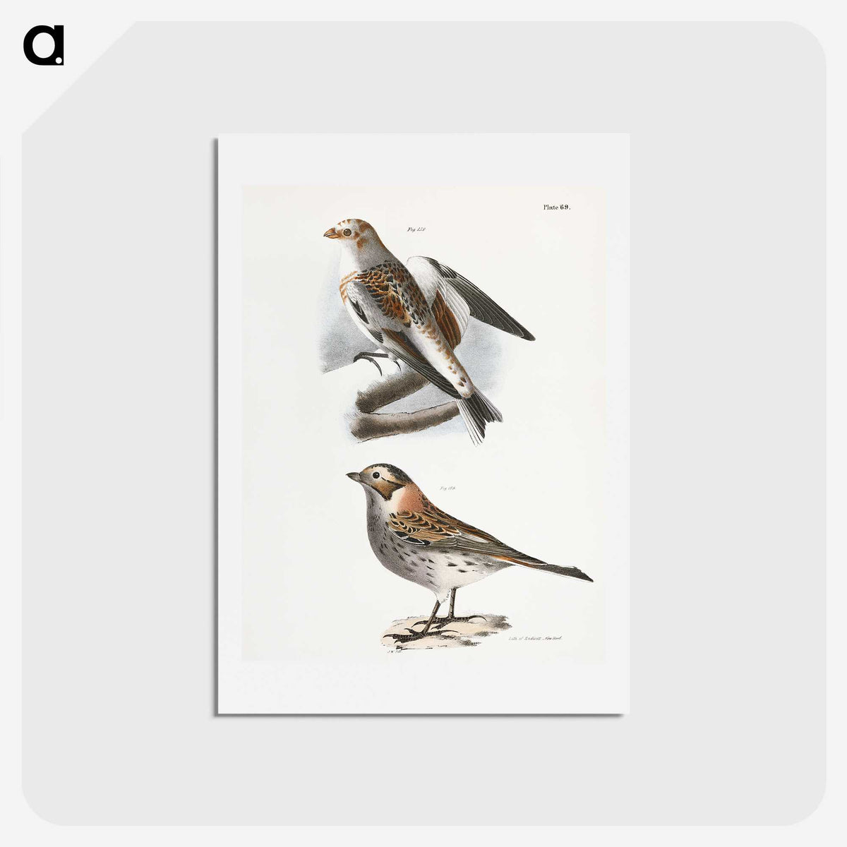2-28_Zoology-of-New-York_hagaki