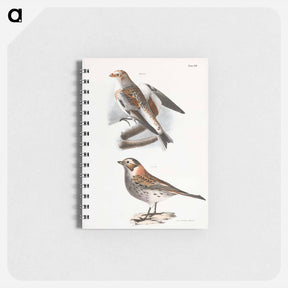 アートメモ帳-White Snowbird (Pletrophanes nivalis) - ニューヨークの動物学 Memo.