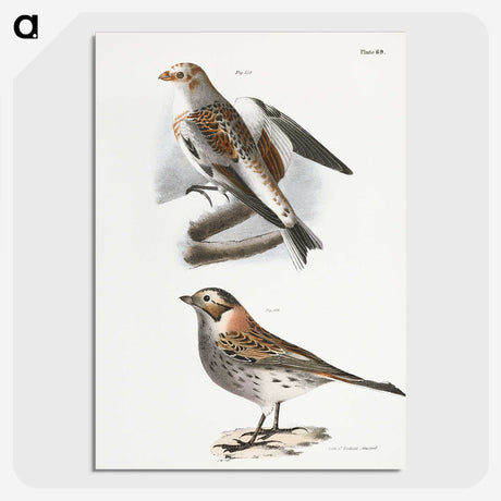 2-28_Zoology-of-New-York_picture-crop