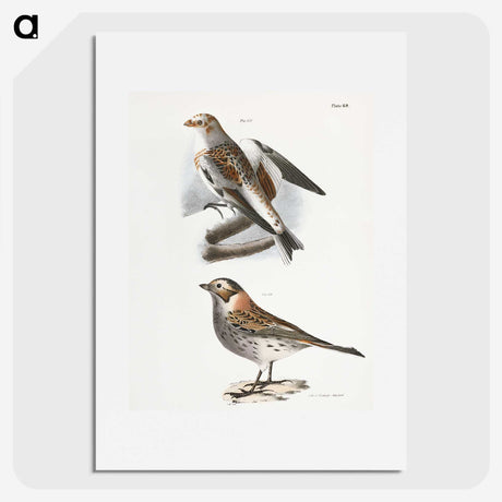 2-28_Zoology-of-New-York_picture