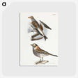 2-28_Zoology-of-New-York_postcard
