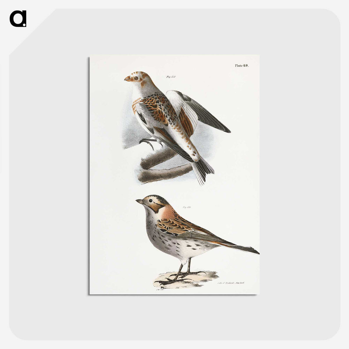 2-28_Zoology-of-New-York_postcard