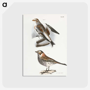 2-28_Zoology-of-New-York_postcard