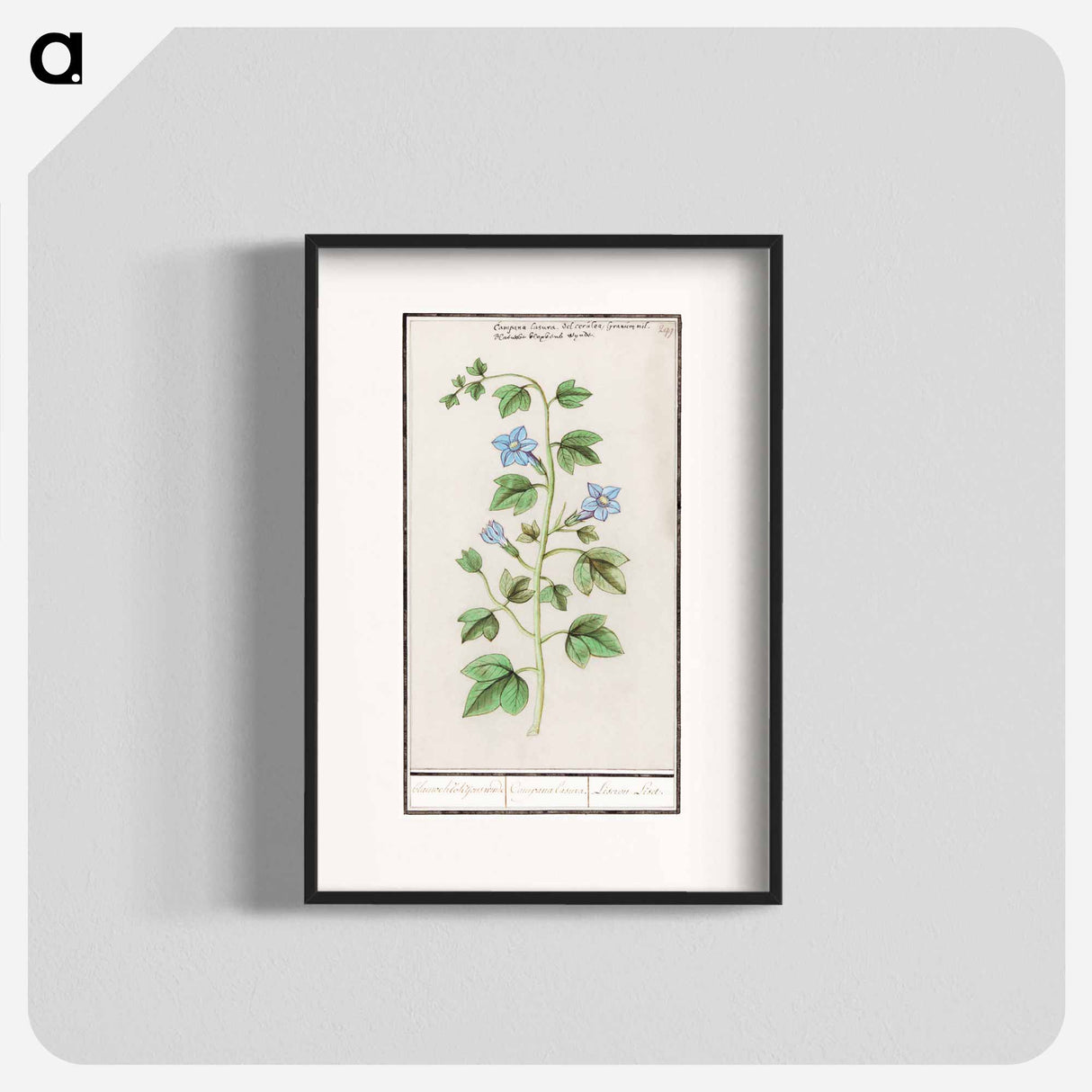 Bell, Campanula - アンセルムス ボエティウス デ ブート Poster.