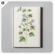2-29_Anselmus-Boetius-de-Boodt_canvas