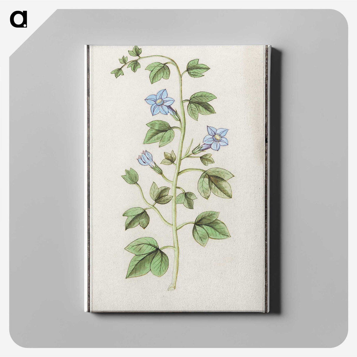 2-29_Anselmus-Boetius-de-Boodt_canvas