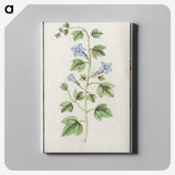 2-29_Anselmus-Boetius-de-Boodt_canvas