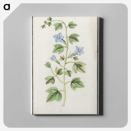 2-29_Anselmus-Boetius-de-Boodt_canvas