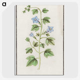 2-29_Anselmus-Boetius-de-Boodt_picture-crop