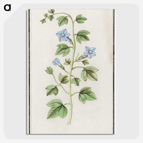 2-29_Anselmus-Boetius-de-Boodt_picture-crop