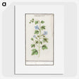 2-29_Anselmus-Boetius-de-Boodt_picture