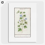 2-29_Anselmus-Boetius-de-Boodt_picture