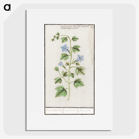 2-29_Anselmus-Boetius-de-Boodt_picture