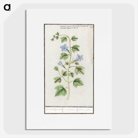 2-29_Anselmus-Boetius-de-Boodt_picture
