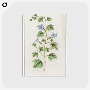 2-29_Anselmus-Boetius-de-Boodt_postcard