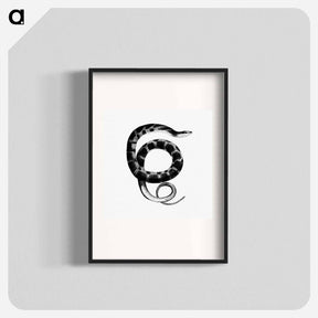 アートポスター-Plain-bellied Water Snake
 - 大英図書館 Poster.