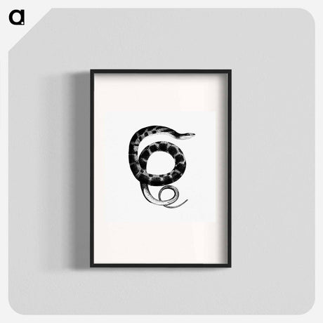 アートポスター-Plain-bellied Water Snake
 - 大英図書館 Poster.
