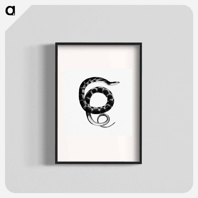 アートポスター-Plain-bellied Water Snake
 - 大英図書館 Poster.
