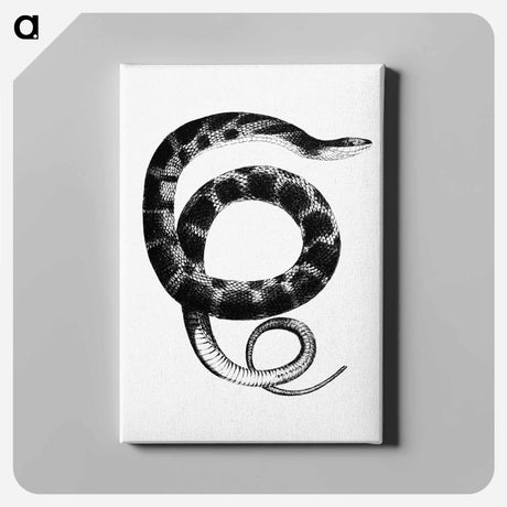 アートパネル-Plain-bellied Water Snake
 - 大英図書館 Canvas.
