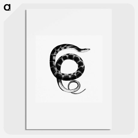 アートポスター-Plain-bellied Water Snake
 - 大英図書館 Poster.